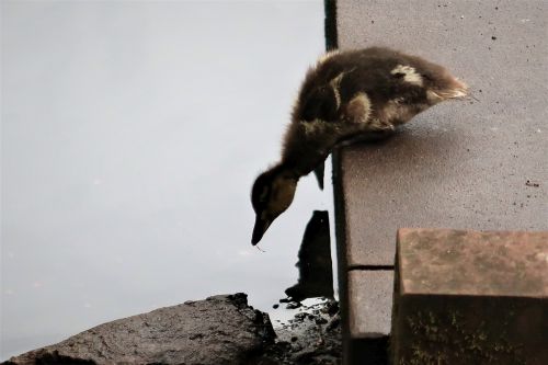 Bird Photography Competition