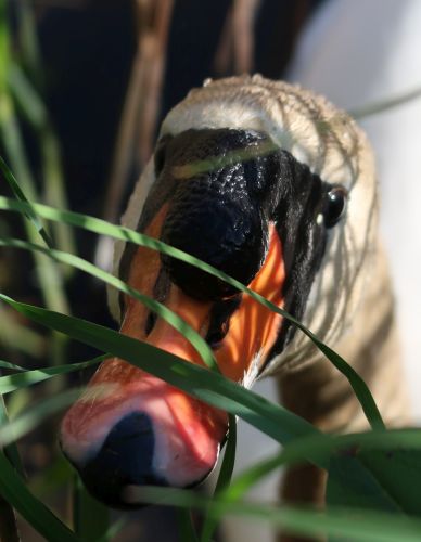 Bird Photography Competition