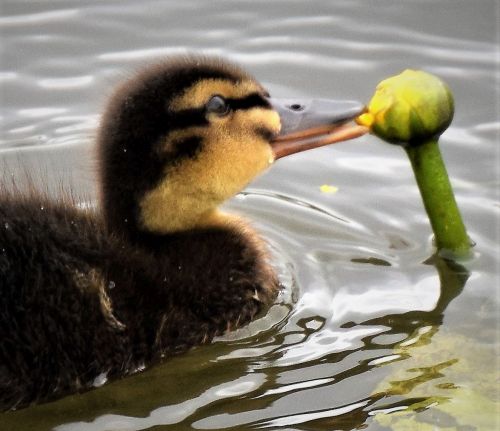 Bird Photography Competition