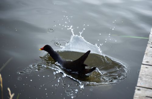Bird Photography Competition