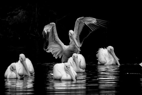 Bird Photography Competition