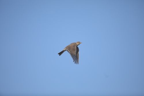 Bird Photography Competition