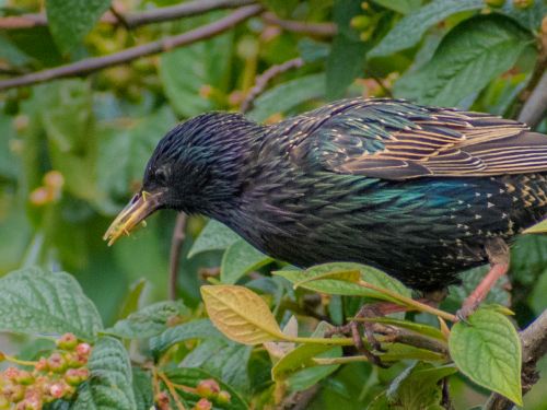 Bird Photography Competition