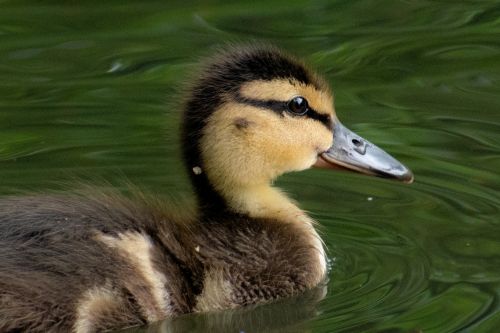 Bird Photography Competition