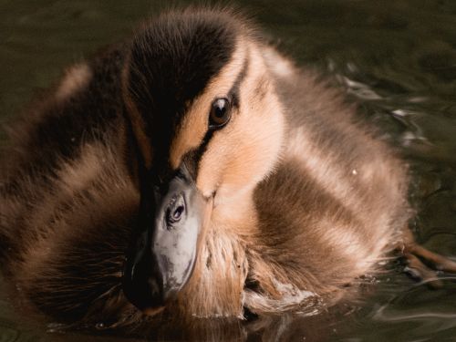 Bird Photography Competition