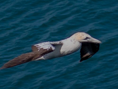 Bird Photography Competition