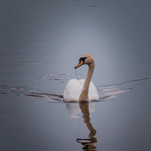 Bird Photography Competition