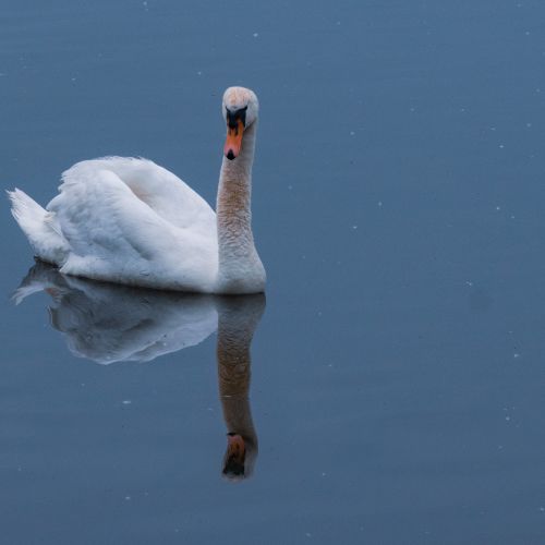Bird Photography Competition