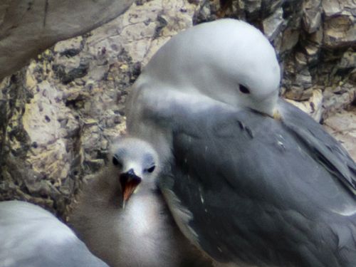 Bird Photography Competition