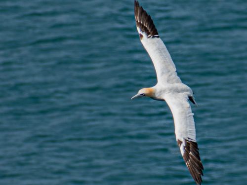 Bird Photography Competition