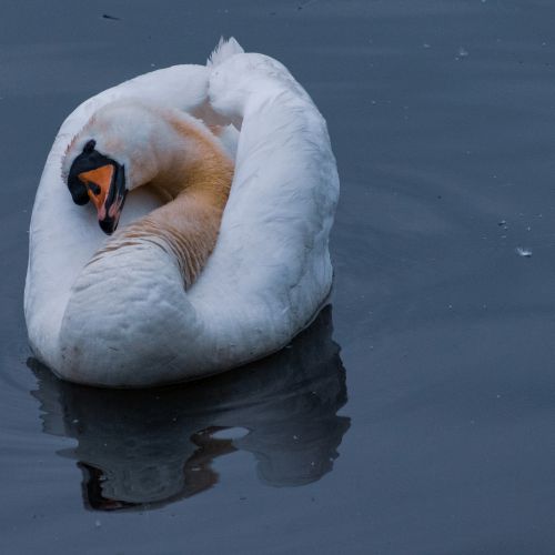 Bird Photography Competition