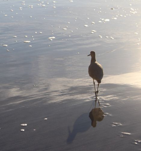 Bird Photography Competition