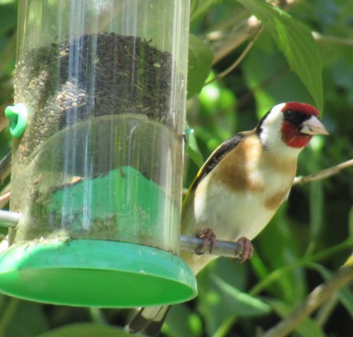 Bird Photography Competition