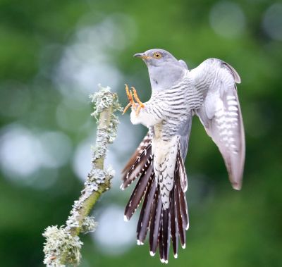Bird Photography Competition