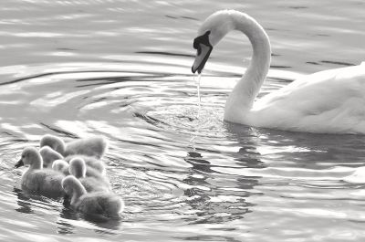 Bird Photography Competition