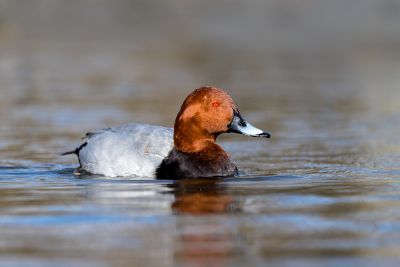Bird Photography Competition