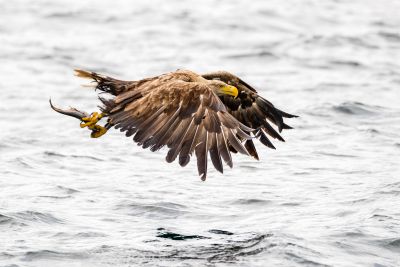 Bird Photography Competition