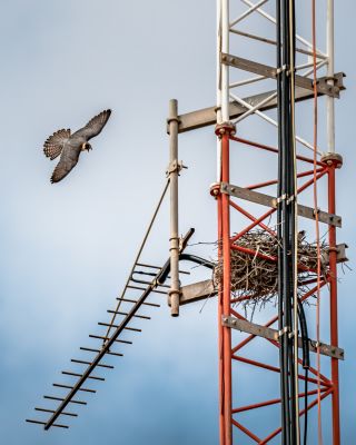 Bird Photography Competition