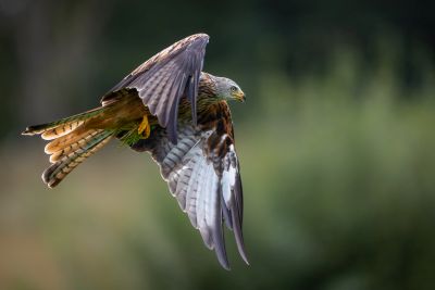 Bird Photography Competition