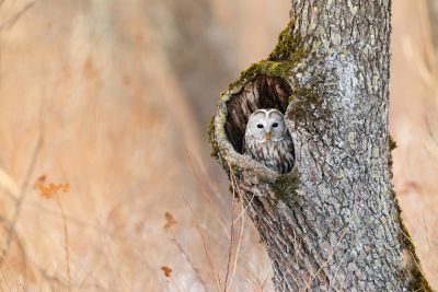 Bird Photography Competition