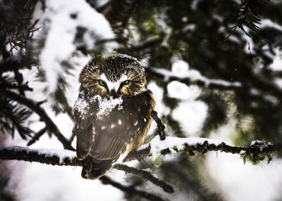 Bird Photography Competition