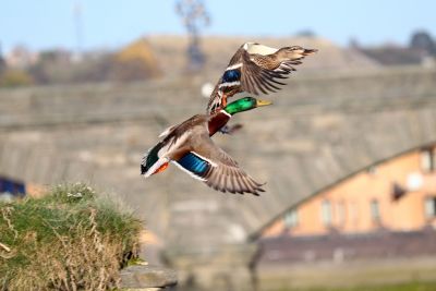 Bird Photography Competition