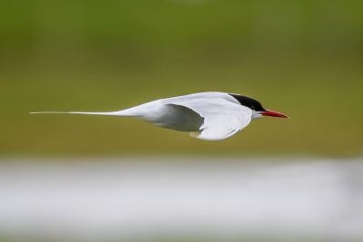 Bird Photography Competition