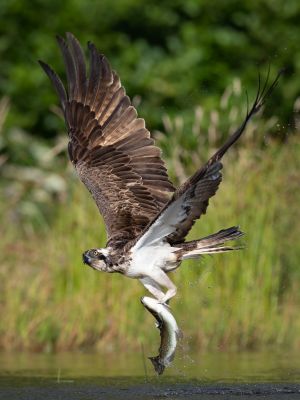 Bird Photography Competition