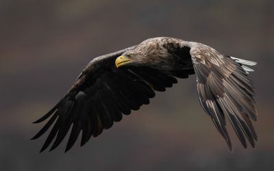 Bird Photography Competition