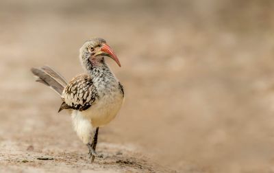 Bird Photography Competition