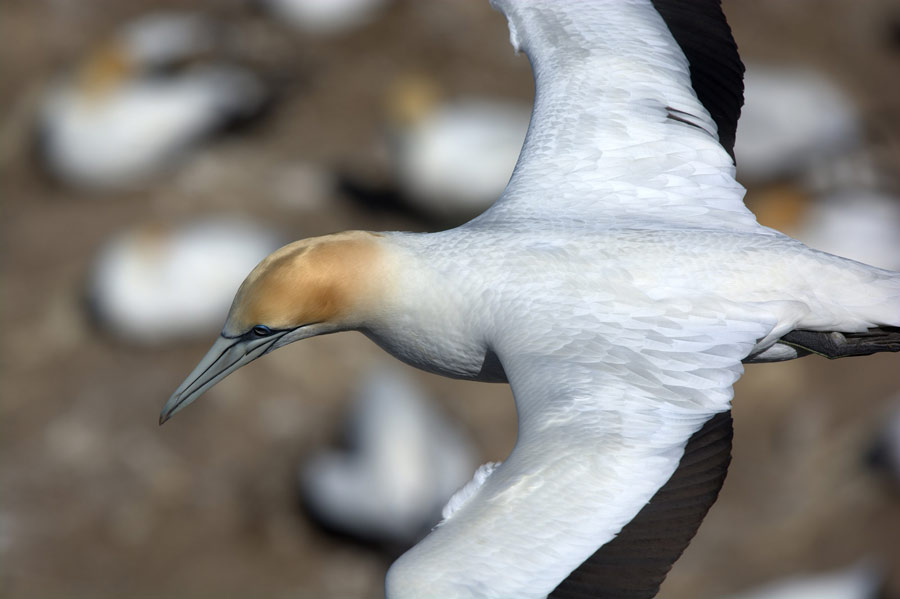 Bird Photography Competition