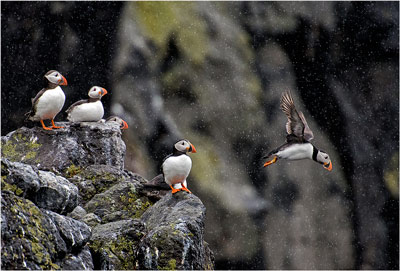 Bird Photography Competition