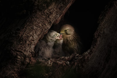 Bird Photography Competition