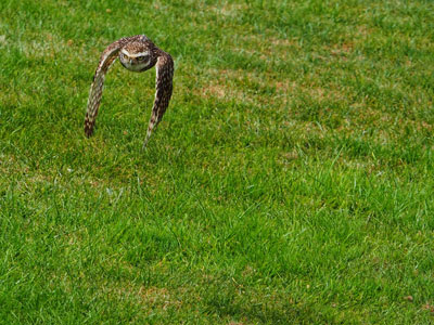 Bird Photography Competition