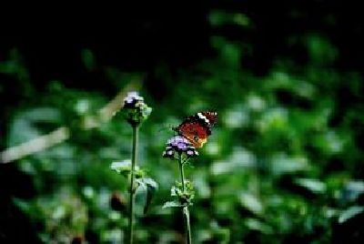 Close Up Photography Competition