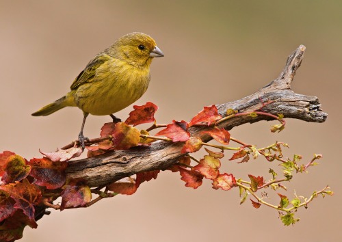 Discovering Wildlife Photography Competition