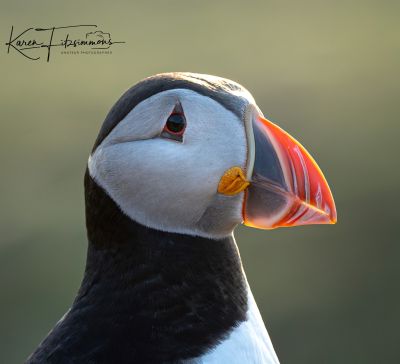 Image by Karen Fitzsimmons