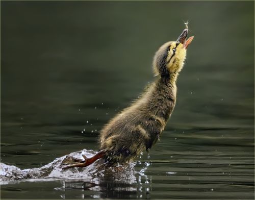 Image by Sandy Gilmour