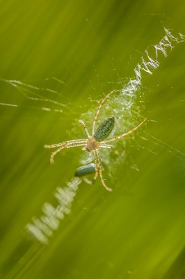 Amazing Insects Photography Competition