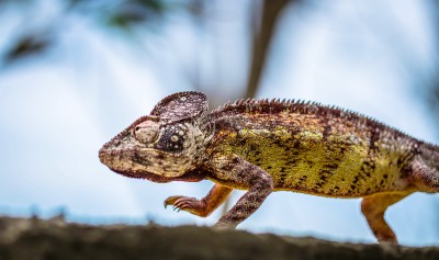 Life on Earth Photography Competition