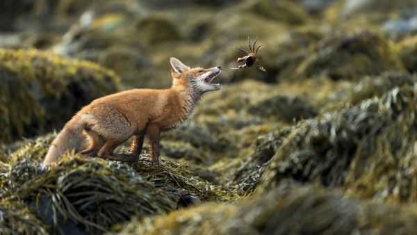 The Life on Earth Photography Competition