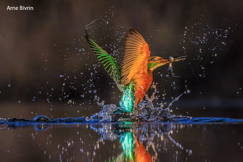 The Life on Earth Photography Competition