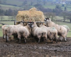 sample image created by Cathy Bower