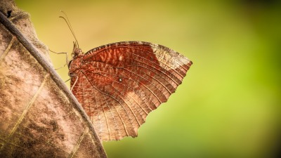 Nature's Surprises Photography Competition