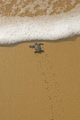 Nature's Surprises Photography Competition