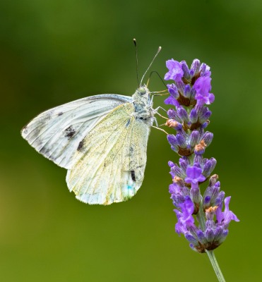 Nature's Surprises Photography Competition