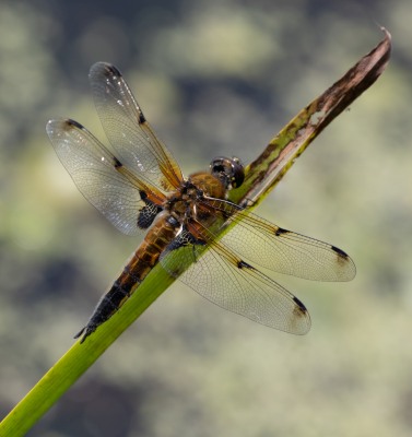 Nature's Surprises Photography Competition