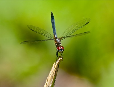 Nature's Surprises Photography Competition