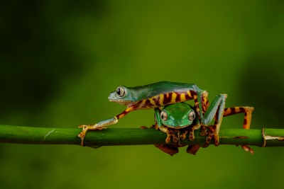 Nature's Surprises Photography Competition