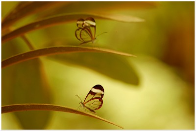 Nature's Surprises Photography Competition